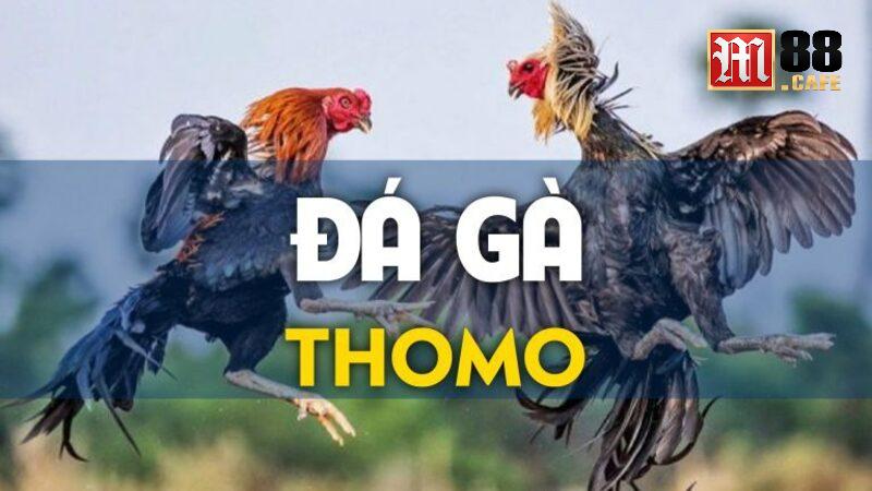 Thể loại đá gà thomo rất được săn đón và ưa chuộng